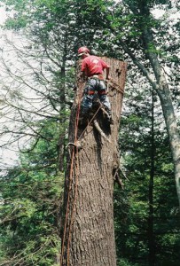 Tree Removal